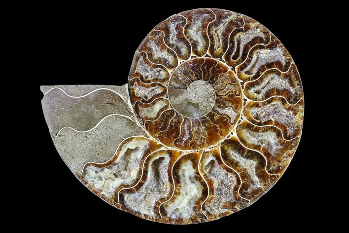 Agatized Ammonite Fossil (Half) - Crystal Chambers #88272
